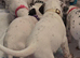 Dalmatian X
