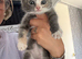 Ragdoll x domestic shorthair ready now