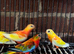 Red opaline turquoise parakeet