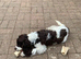 Show cocker for rehome