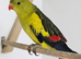 Proven/ breeding pair of rock pebblers pastel