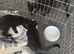 2 kittens available