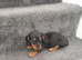 Dashund pups