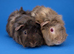 2 bonded Abby Guinea Pig sows