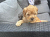 Stunning Cockapoo puppies