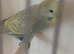 Baby pastel rainbow budgie ring number 8 2026 rung