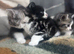 Beautiful mainecoon X British short haired kittens