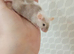 The 5 Males mice only Available Now