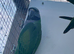 Derbyan parakeet