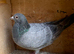 Qualmond 2026 racer racing pigeon RPRA ring