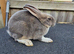 Mini rex babys