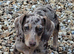 Female miniture dapple Dachshund