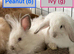 Lionhead babies Ready Now