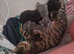 6 beautiful kittens READY NOW