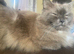 Ragdoll female
