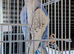 Lrg standard spangle budgies
