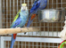 Rosella parrot
