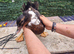 Ducks Drakes for sale