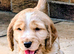 Cocker spaniel puppies for sale