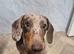 Daple male mini dachshund 6 months old