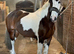 Pony’s to part loan 13-14.1hh