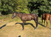 16hh Dark Bay 3yr Old filly