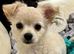 Longhaired chihuahua puppies