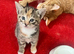 2 girl kittens
