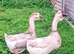 Pair Buff African Geese