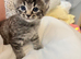 Ragdoll x kitten for sale