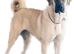 Kangal pup's