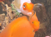 Lionhead Parrot
