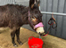 2 Female Jennings Donkeys