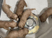 F1 red cockapoos