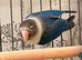 Dark blue lovebird for sale.