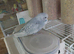 Lovely spangle hen for sale