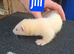 Albino ferret