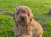 Beautiful cockapoo pups £685