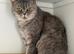 Active GCCF BSH spotted tabby - Kiki