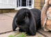 Pure bred French lop litter