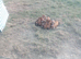 Pedigree Oxford Sandy & Black weaners