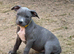 American Staffordshire terrier. Ready to leave.