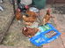 Eggs laying hens available