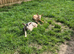 Young Goat Kids Available