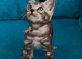 Rare marbled Bengal