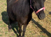 Perfect Therapy/Show/ Companion Mini Shetland Pony For Sale