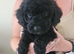 Cockerpoo cross poochon pups