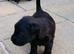 patterdale terriers for sale