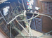 Breeding pair Ducorps cockatoo