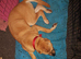 Shar Pei bully for sale